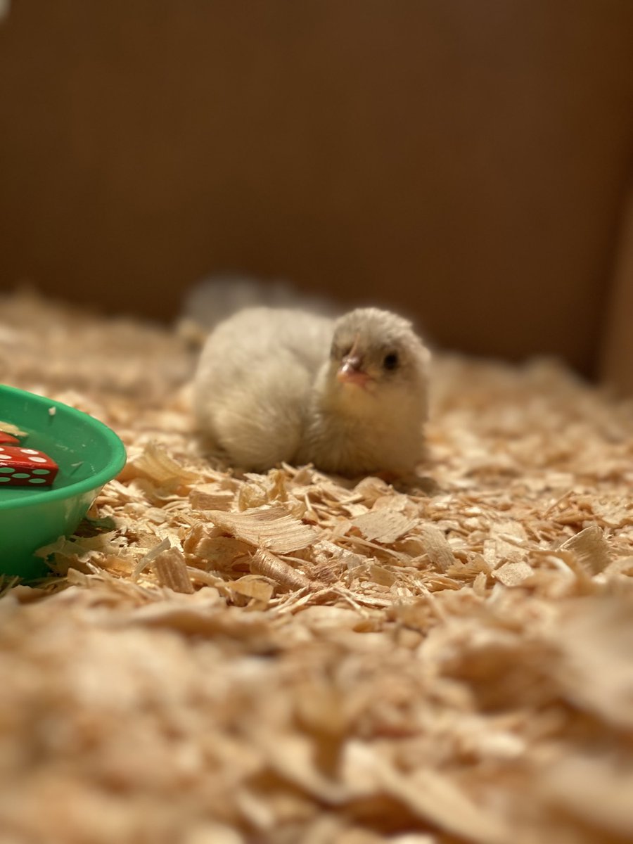 mr_n_casas's tweet photo. The chicks have hatched! #springchicks https://t.co/3YyUsBF0zC