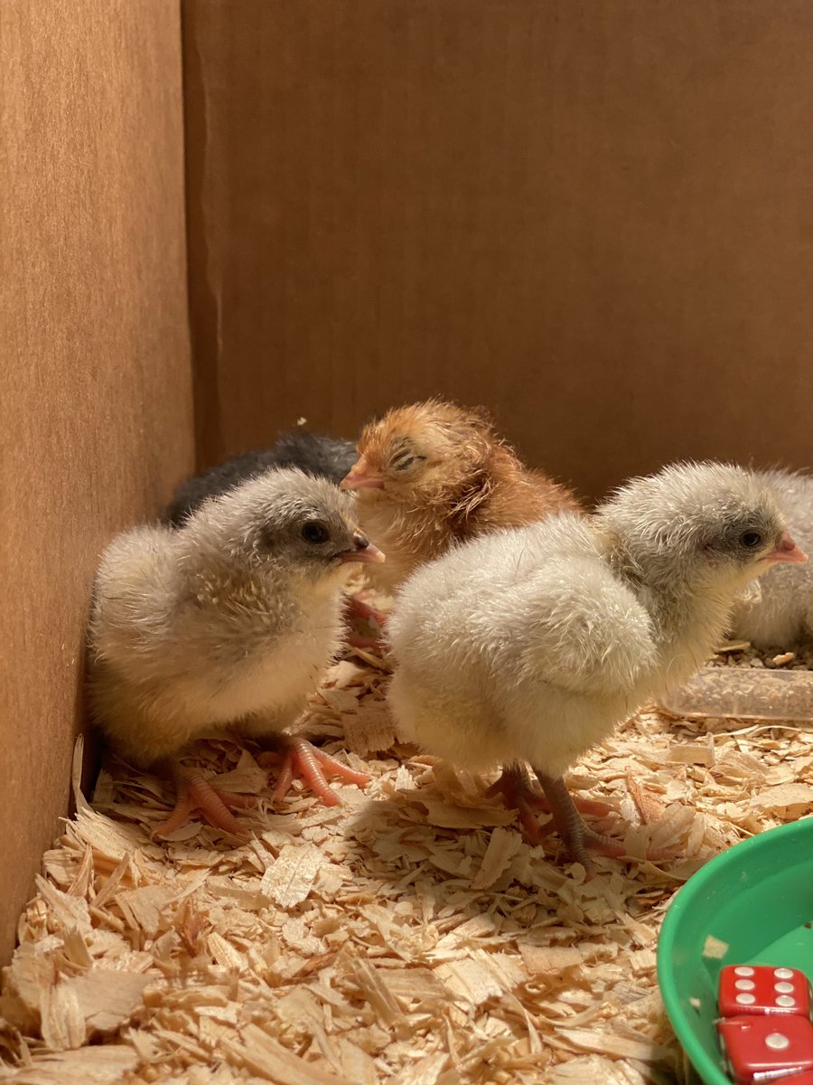 mr_n_casas's tweet photo. The chicks have hatched! #springchicks https://t.co/3YyUsBF0zC