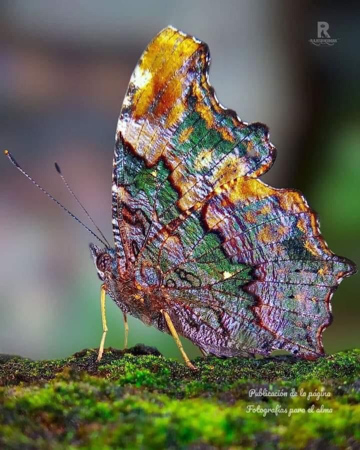 NATURALEZAV3's tweet photo. Buen jueves. https://t.co/bnUgIwVWXN