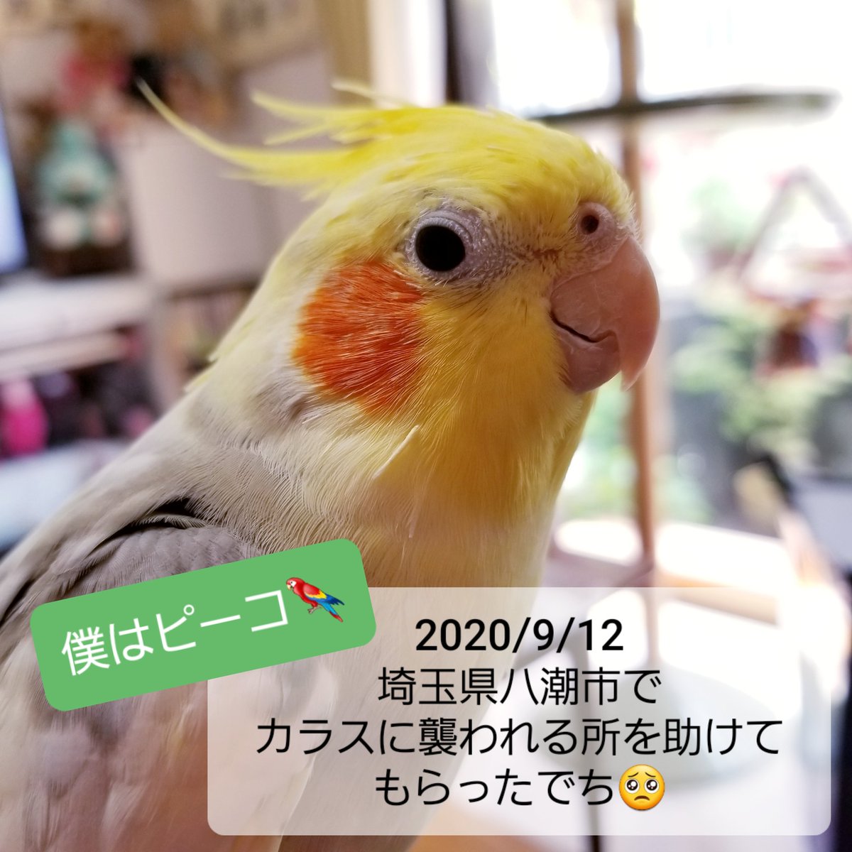 CAOLILA84890197's tweet photo. カラスに襲われた恐怖でPTSDに。
保護した頃はカラスの鳴き声だけでものすごいパニックに。

あれから2年半。
今はカラスが鳴いていても
この通り🤗💕
リラックスして羽繕い。

鳥さんたちの安心安全を守るのは飼い主の責任。
何かあった場合は飼い主の責任🥺

どうかロストしないで😭

#StopLost https://t.co/Go5FBBZDnw