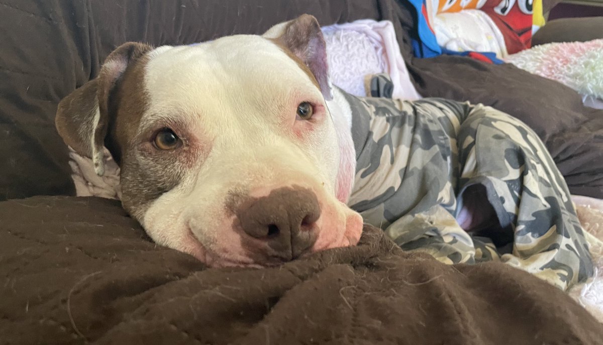 Today is my birthday frens! Me so happy I’m 7 today! #dogsoftwitter #animals #dogs