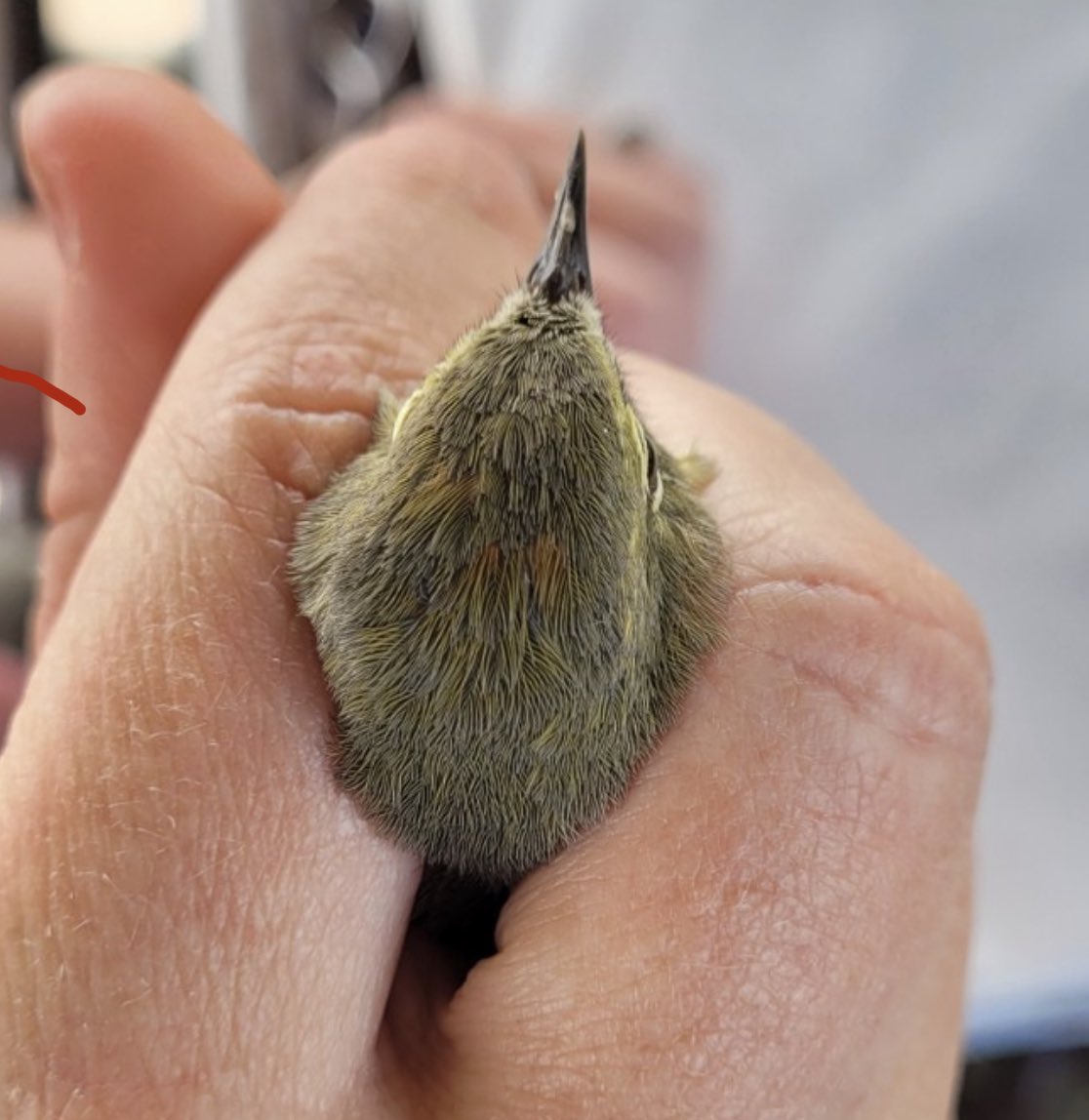Collecting my first Colorado bird-pollen sample! we set up nets yesterday and promptly caught an Orange-crowned Warbler 🥰 looking forward to a beautiful and birdy spring