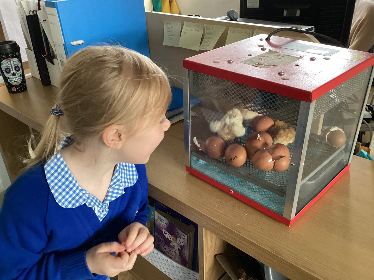 ReceptionSTP's tweet photo. We have some very βeggcitingβ visitors in reception, we have loved seeing them hatch and grow into little chicks and learning all about their life cycle π£π₯#ScienceatSTP #EYFSatSTP https://t.co/uNZUIusQUH