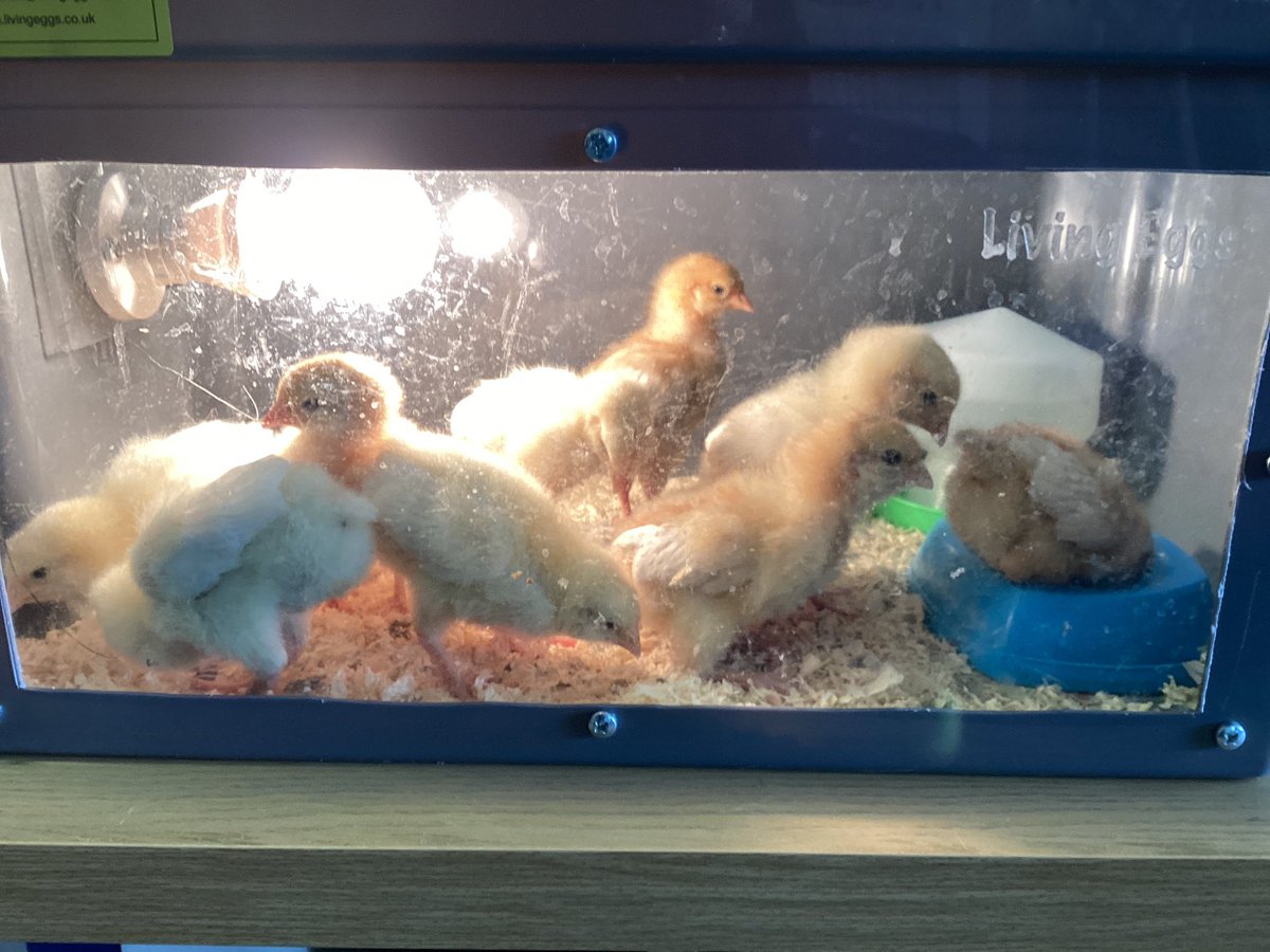 ReceptionSTP's tweet photo. We have some very βeggcitingβ visitors in reception, we have loved seeing them hatch and grow into little chicks and learning all about their life cycle π£π₯#ScienceatSTP #EYFSatSTP https://t.co/uNZUIusQUH