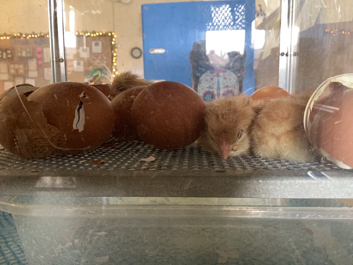 ReceptionSTP's tweet photo. We have some very βeggcitingβ visitors in reception, we have loved seeing them hatch and grow into little chicks and learning all about their life cycle π£π₯#ScienceatSTP #EYFSatSTP https://t.co/uNZUIusQUH