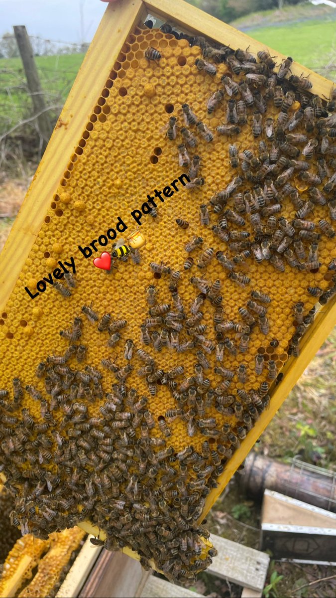 tonyrefailapiar's tweet image. We just managed to finished going through one of our apiary before the rain 🌧️ arrived. 🐝🐝🐝🐝🐝

#broodframe #apiary #honey #bees #pollinator #savethebees #tonyrefail_apiary #beekeeping #smallbusiness