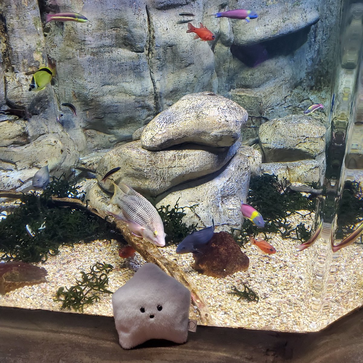sucklet7's tweet photo. i have not been on very many adventures lately so i shall reminisce upon my time at the aquarium. π¦π π.
#sucklet. #aquariumlet. #fishlet. https://t.co/0Q6dKzuQ2V