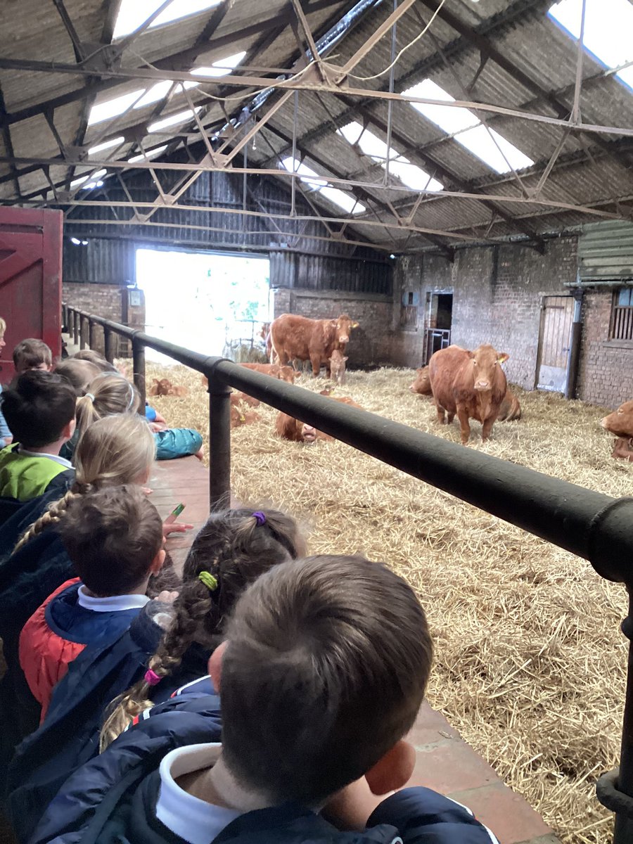 Missdavidson56's tweet image. Our topic this term is ‘On the Farm’ and what better way to learn about farms is there than on a farm visit? Thank you so much @GrasslandsFarm for having us, we had a brilliant time! (We even got to ride on a real-life tractor) 🚜🐄🐣🐓 @Tockwithcofe