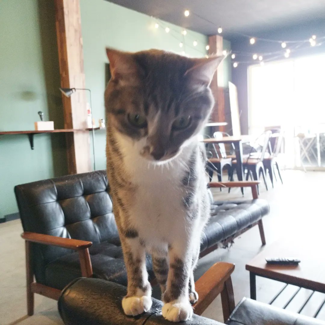 hogonekoittsumu's tweet photo. いつかのにゃんこ
でもよその猫なのよ

人懐こいとはいいことですな https://t.co/LPwD03xV4m