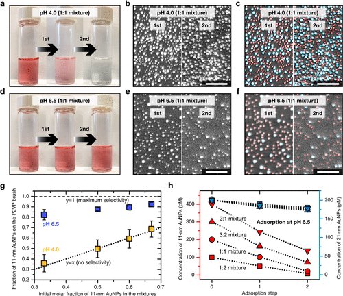 DNA_Nanotech's tweet photo. pH-Mediated Size-Selective Adsorption of Gold Nanoparticles on Diblock Copolymer Brushes https://t.co/sQME39JFRl https://t.co/3sc7iNv3Bm