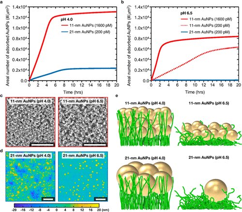 DNA_Nanotech's tweet photo. pH-Mediated Size-Selective Adsorption of Gold Nanoparticles on Diblock Copolymer Brushes https://t.co/sQME39JFRl https://t.co/3sc7iNv3Bm