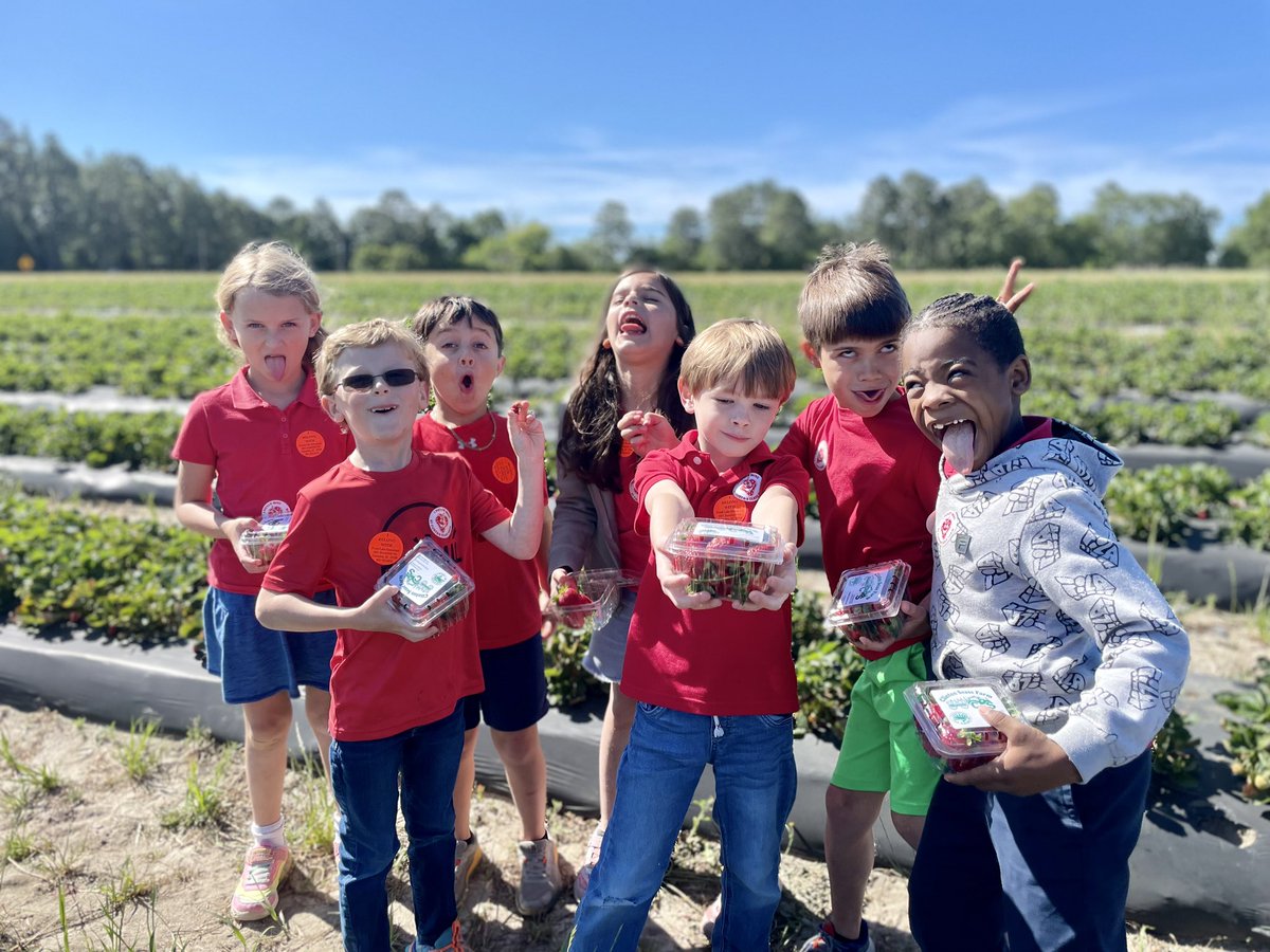 Rebecca Thomas (@rthomas_fle) on Twitter photo First grade is having the best time picking strawberries at Clinton Sease Farm!🍓<a href="/ForestLakeEagle/">Forest Lake Eagles</a> <a href="/Bjackson_FLE/">B Jackson</a> <a href="/misshayward_usc/">Maranda Hayward</a> <a href="/Davis_FLE/">Brandon Davis</a> <a href="/TWilliamsFLE/">Mrs. T. Williams FLE</a> First grade is having the best time picking strawberries at Clinton Sease Farm!🍓<a href="/ForestLakeEagle/">Forest Lake Eagles</a> <a href="/Bjackson_FLE/">B Jackson</a> <a href="/misshayward_usc/">Maranda Hayward</a> <a href="/Davis_FLE/">Brandon Davis</a> <a href="/TWilliamsFLE/">Mrs. T. Williams FLE</a>