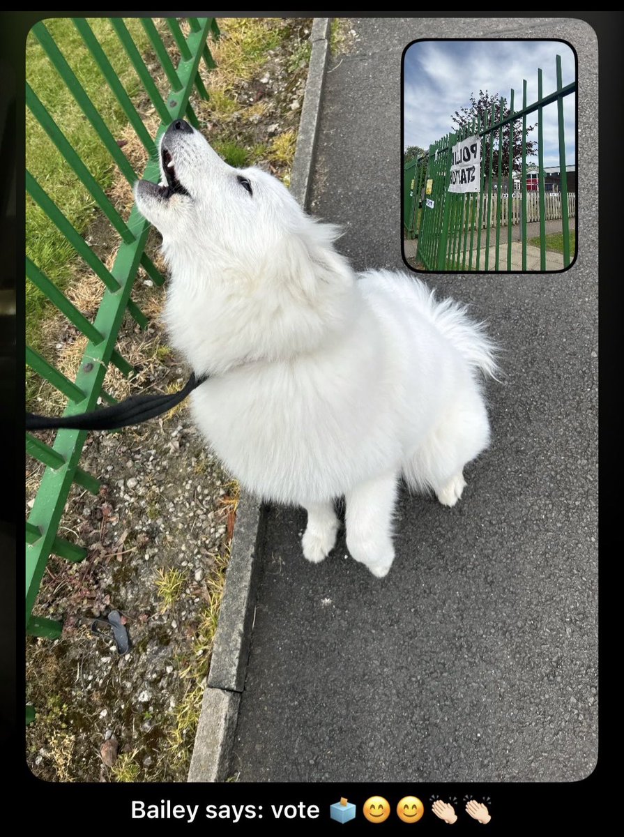Archer142's tweet photo. @lisanandy This was our little Samoyed in Worsley Mesnes this morning! 🌹 https://t.co/RflGcKlHch