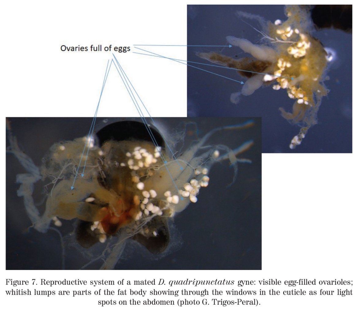 Social And Myrmecophilous Insects tweet media