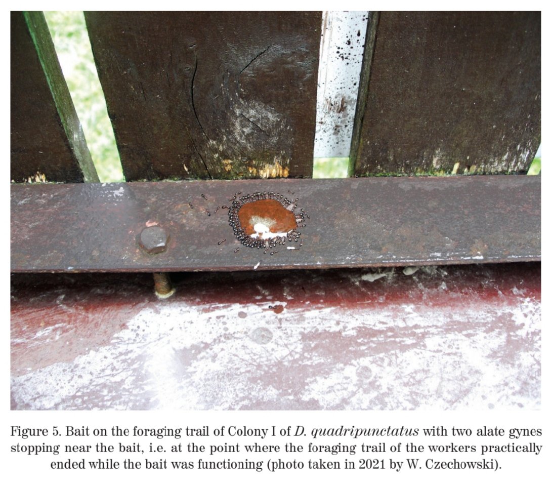 Don't miss our discoveries about the strategy of dispersal of Dolichoderus quadripunctatus, an European species scarcely known 🐜 <a href="/MiIZ_PAS/">Museum and Institute of Zoology PAS</a> W.Czechowski and <a href="/gema_trigos/">Gema Trigos-Peral</a> with K.Vepsäläinen and R. Savolainen #ants #foraging #gynes #AnnalesZoologici Click 👉🏼 bioone.org/journals/annal…