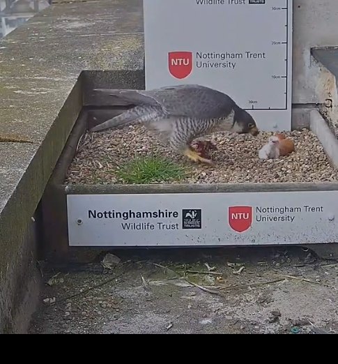 The first peregrine falcon egg has hatched at the nest box on top of the Newton Building at Nottingham Trent University! You can watch a livestream of the nest box here: nottinghamshirewildlife.org/peregrine-cam