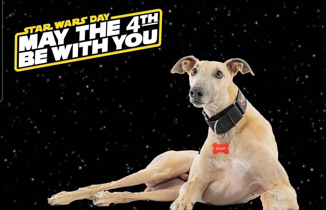 It's the perfect day for this #throwback! Happy #StarWarsDay and #maythe4thbewithyou! 🐾⭐️