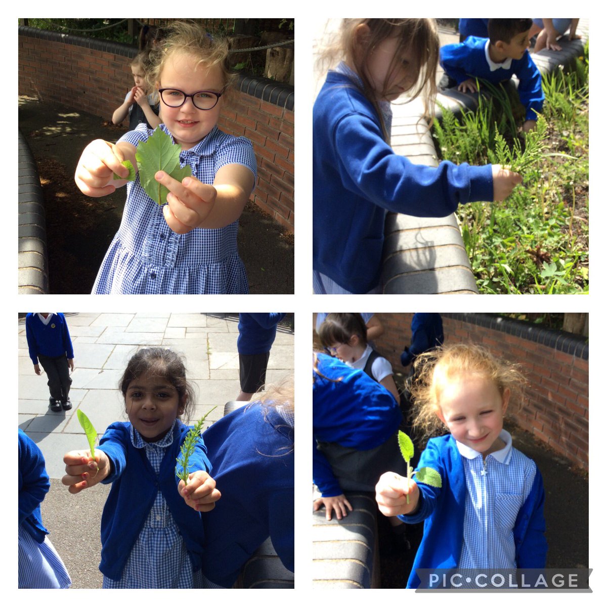 GSPSGermany's tweet photo. @GSPSGermany loved exploring the garden today looking at different plants.  We compared the leaves and spoke about the similarities and differences. @GwladysStPrim #GSPSScience #GSPSOutdoorlearning https://t.co/qaXncBEQKx