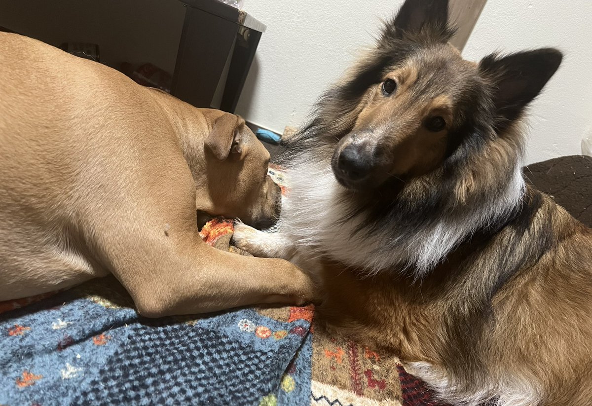 uk4wq3's tweet photo. かまって欲しい兄【1歳】、2人と眠くて面倒くさい妹【8ヶ月】
 #犬のいる生活 
 #動物好き 
 #シェットランドシープドッグ 
 #チワプー
 #ピットブル
 #ヨープー https://t.co/4EslTljltH