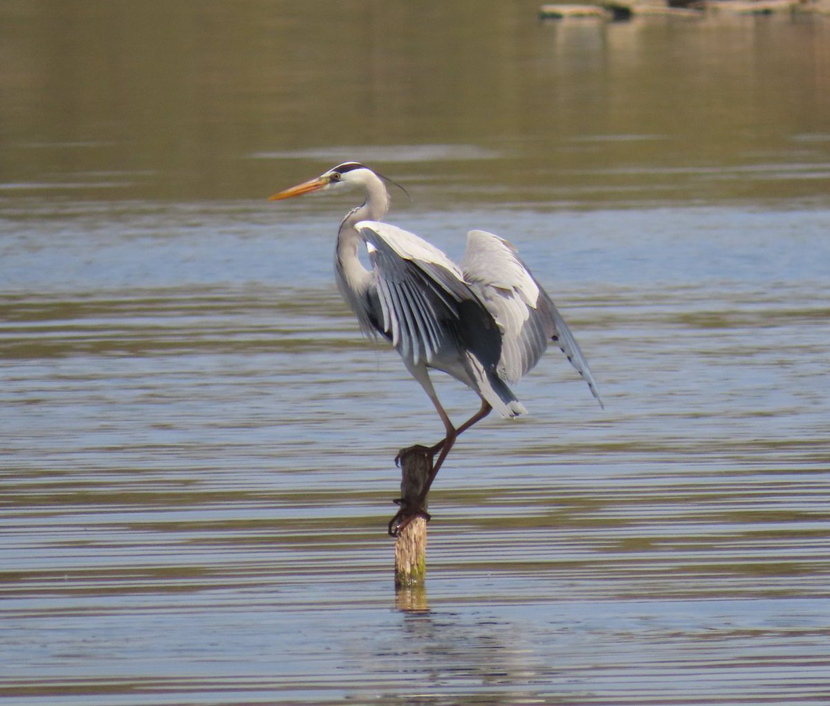 Mark31643656's tweet photo. @BirdsByStiofan The side and the front of Grey heron. https://t.co/2lviIl6BZM
