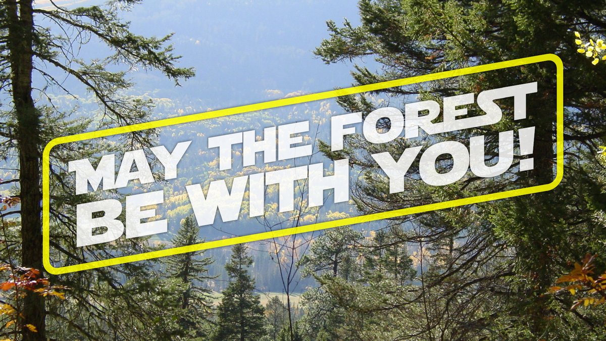 CSFS_Outreach's tweet image. Looking for a fairly easy way to lower your stress, increase your focus, or improve your mood? You can accomplish all of this and more by spending time among the trees. For these reasons, May the Forest Be With You!
#MayThe4thBeWithYou #TreesAreTheAnswer 
📷CSFS