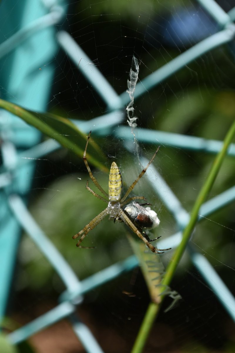 tohobio_web's tweet photo. 国立市の中高一貫男子校、桐朋中学校・高等学校生物部の蜘蛛班です！他校にはほぼない蜘蛛を専門とした班として積極的に活動を発信していきます！ https://t.co/aekW8DXUwy