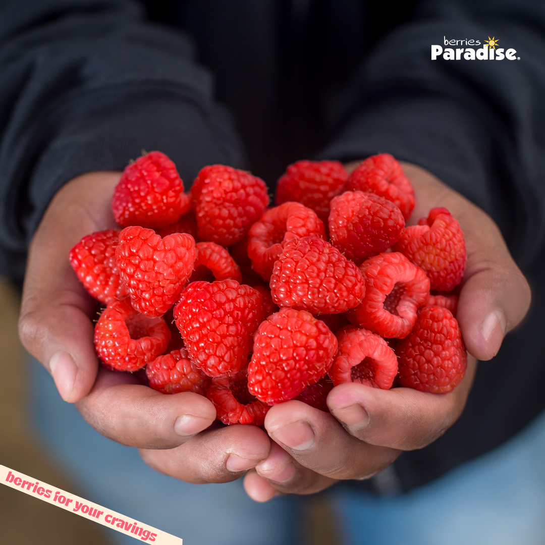 Berries Paradise Official (@Berries_Paradis) / Posts / X