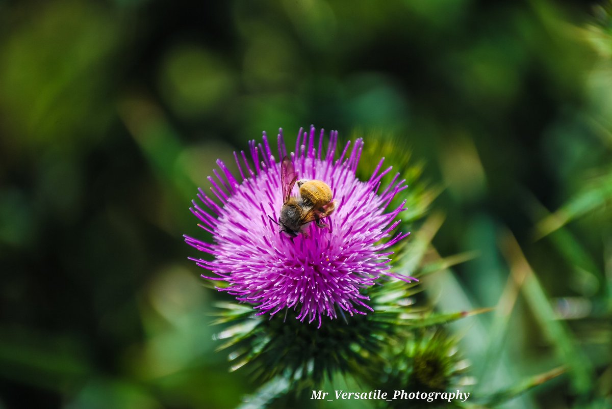 Mr_Versatile_SA's tweet photo. Nature at its best brought to you by Mr Versatile Photography

079 050 2652 for bookings https://t.co/DRaKEZ4gnO