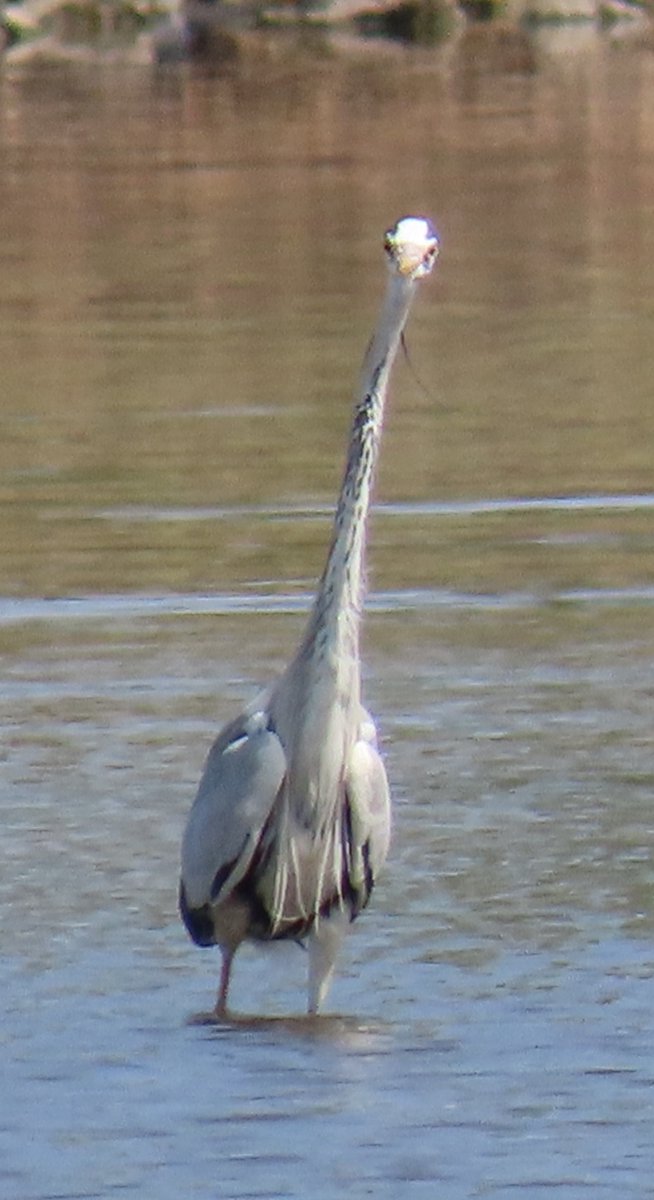Mark31643656's tweet photo. @BirdsByStiofan The side and the front of Grey heron. https://t.co/2lviIl6BZM