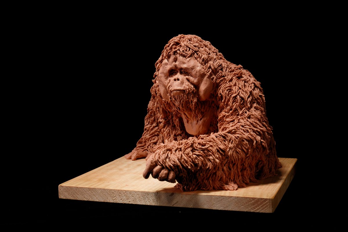 d4240065a2994c6's tweet photo. Orangutan https://t.co/kwLwhj9Zoj