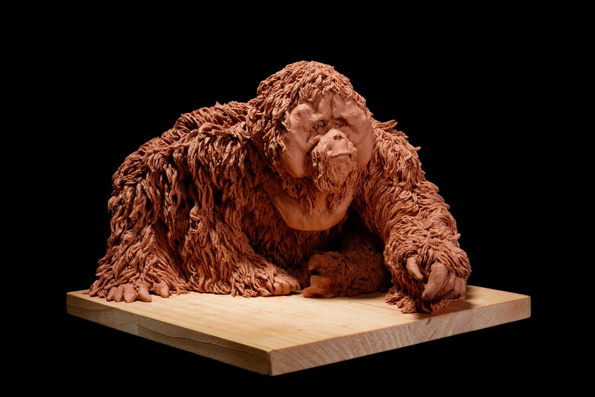 d4240065a2994c6's tweet photo. Orangutan https://t.co/kwLwhj9Zoj