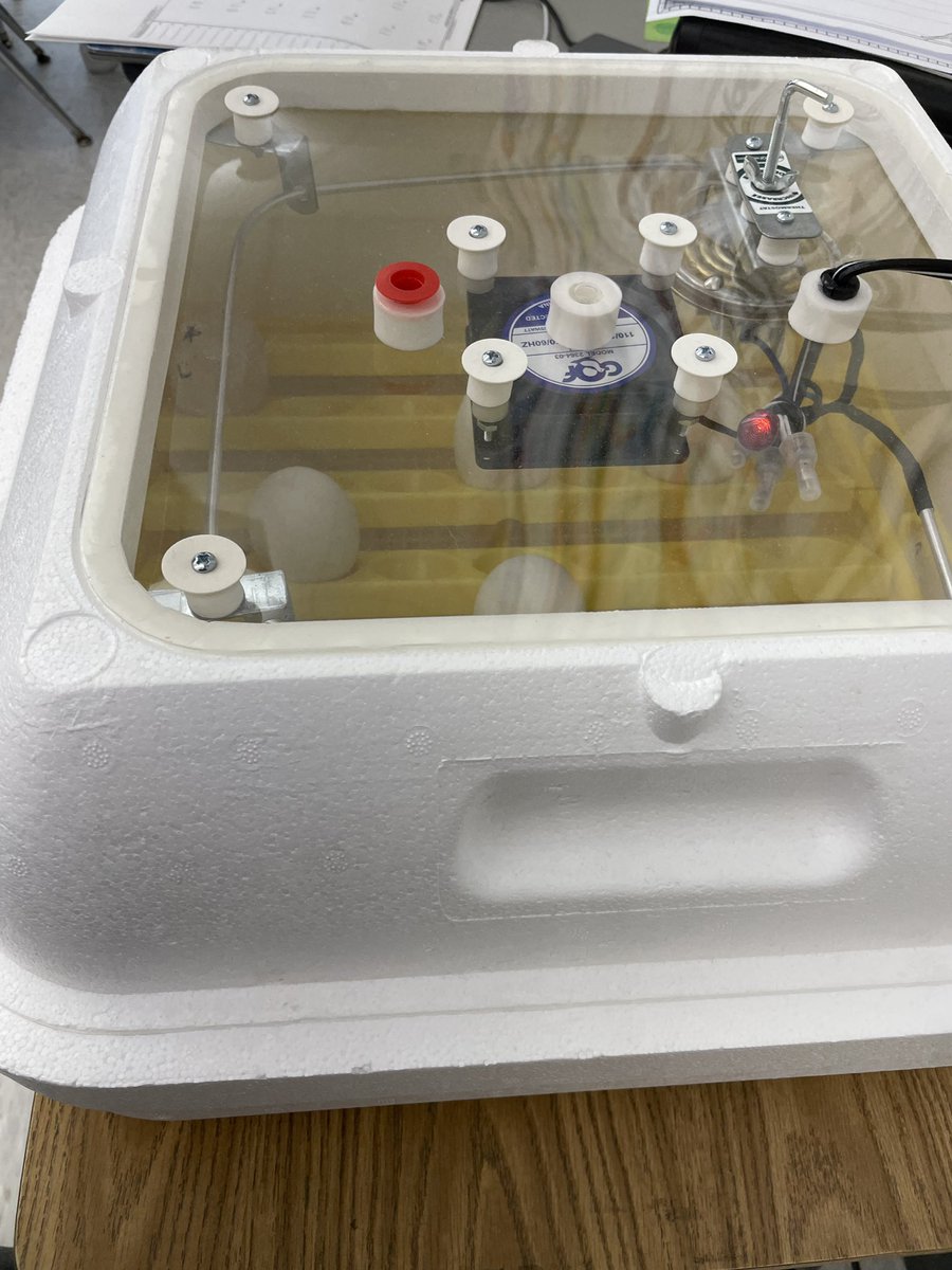 DoctorGemellaro's tweet photo. Kindergarten students @BurnetHillElem @LivSchools use their 🥚duck eggs to learn about development! 🐣 https://t.co/ieHocE8ocp