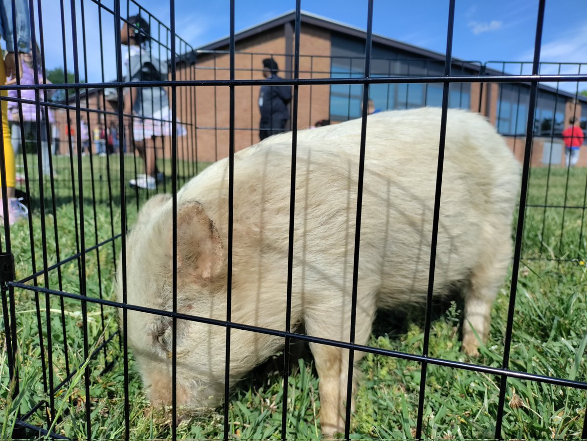 YatesElementary's tweet photo. The Teeny Tiny Farm made a visit for our K-2 classes at Yates Elementary! #NNPSProud https://t.co/cNDGakeubG