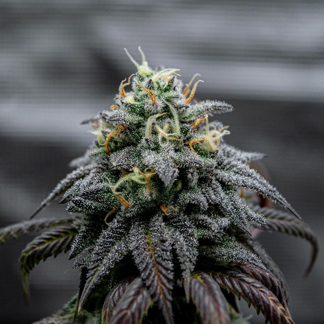 photontek's tweet image. Pick a word to describe this beauty grown under the SQ300w Pro.👇

📸 @pat420production

🏷️
#photontek #420 #ledindoor #indoorgrow #discount #indoorfarming #growlights #horticultural #indoorplants #ledgrowlights #flowergarden #greenhouse