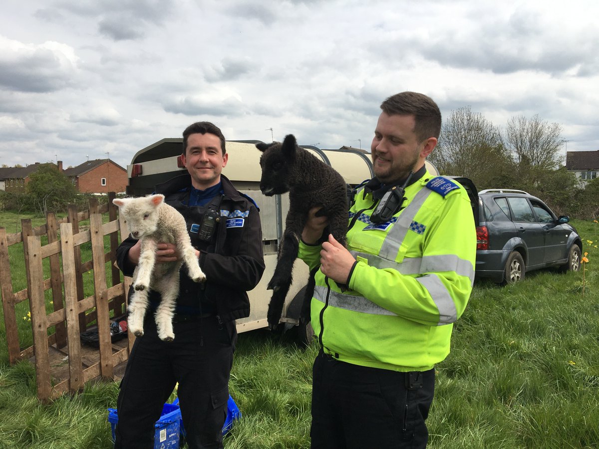 Saffron Acres tweet media