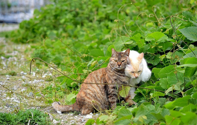 InnovativeCat22's tweet photo. アオハル https://t.co/Kb498CexoU