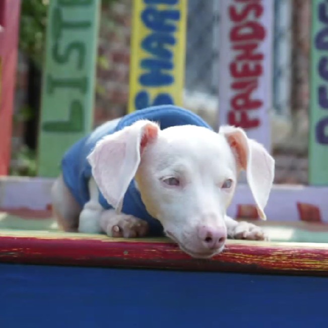 GraceSignsApps's tweet photo. Piglet, the deaf and blind dog is a mix breed all white pup that possesses a gene that is linked to a white coat and congenital ear and eye defects!

#gracesigns #speech #speechchallenges #apraxia #speechpathology #downsyndrome #autism #freeapps #ASL #deaf #hardofhearing https://t.co/4DIH7PZYyh