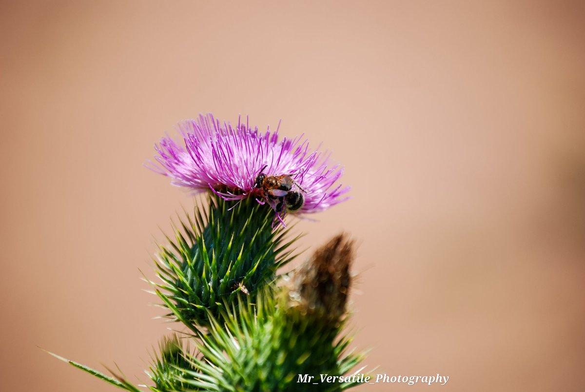 Mr_Versatile_SA's tweet photo. Nature at its best brought to you by Mr Versatile Photography

079 050 2652 for bookings https://t.co/DRaKEZ4gnO