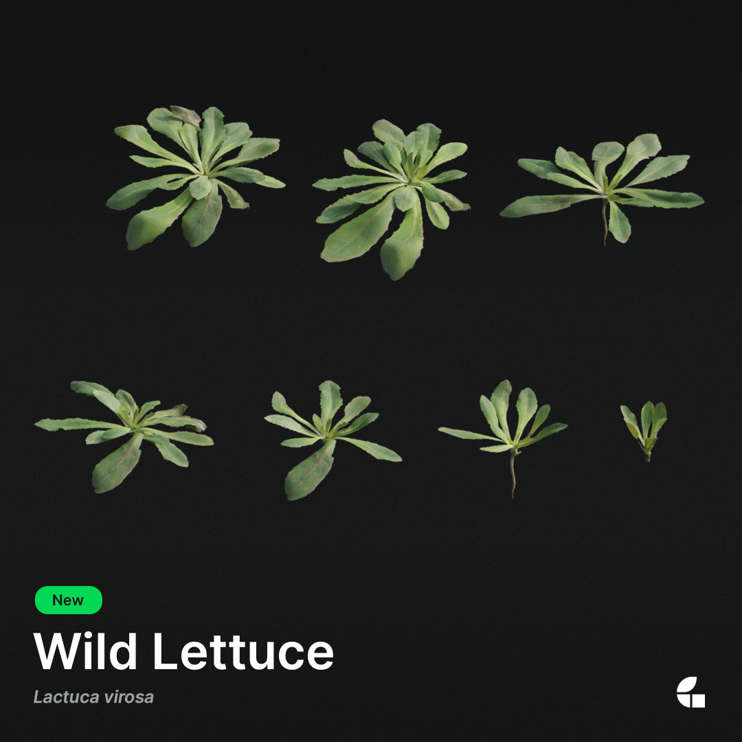 graswald_3d's tweet photo. The Wild Lettuce is commonly found in fields, meadows, and waste places. During winter, the stems, flowers, and leaves die off, leaving only the basal rosette leaves preserved.
You can download it from our asset store now!
#WildLettuce #LactucaVirosa #graswald #assetlibrary https://t.co/qYBfaf4IkE