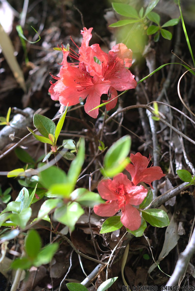 gkiseki1's tweet photo. #ヤマツツジ の花が咲いていた。
咲いているのは #真山 でも上の方のごく一部の範囲でした。
Die [Rhododendron kaempferi var. kaempferi] blühte.
Blüten gab es in #Mayama, aber nur in einem kleinen Bereich im oberen Teil des Berges.
#松江市 #島根県 https://t.co/FMgu2nHNNP