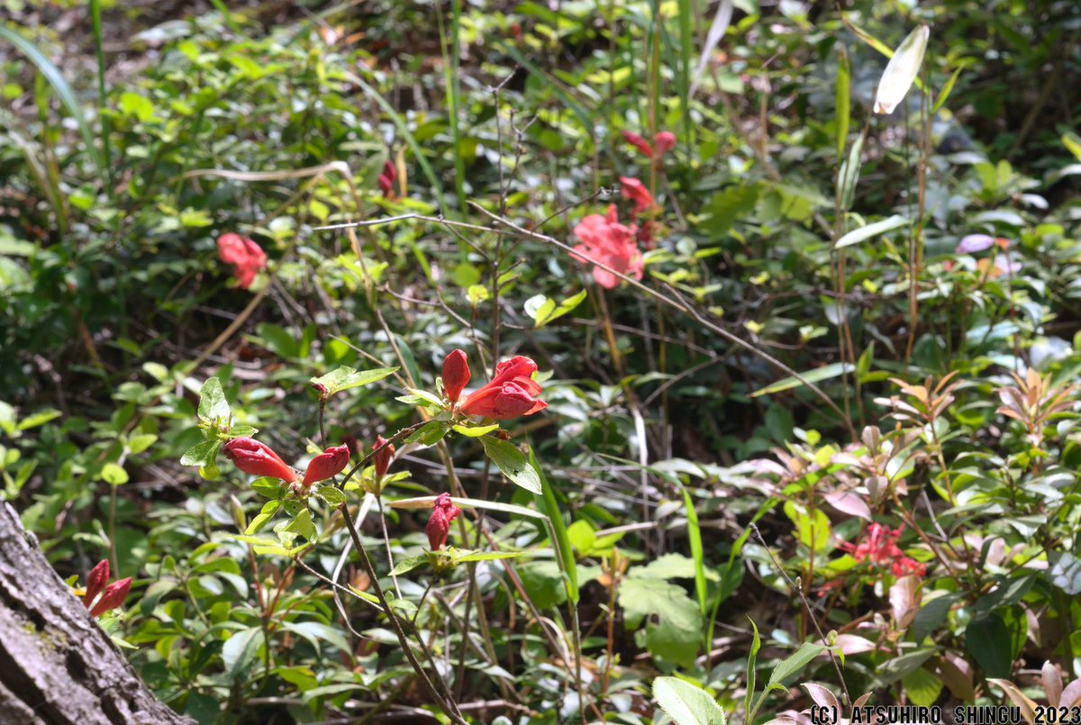 gkiseki1's tweet photo. #ヤマツツジ の花が咲いていた。
咲いているのは #真山 でも上の方のごく一部の範囲でした。
Die [Rhododendron kaempferi var. kaempferi] blühte.
Blüten gab es in #Mayama, aber nur in einem kleinen Bereich im oberen Teil des Berges.
#松江市 #島根県 https://t.co/FMgu2nHNNP