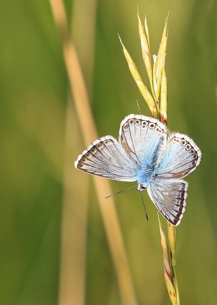 BSEPhotographic's tweet photo. Chalkhill Blue by Lester Draper https://t.co/1Lcy9u3lTY