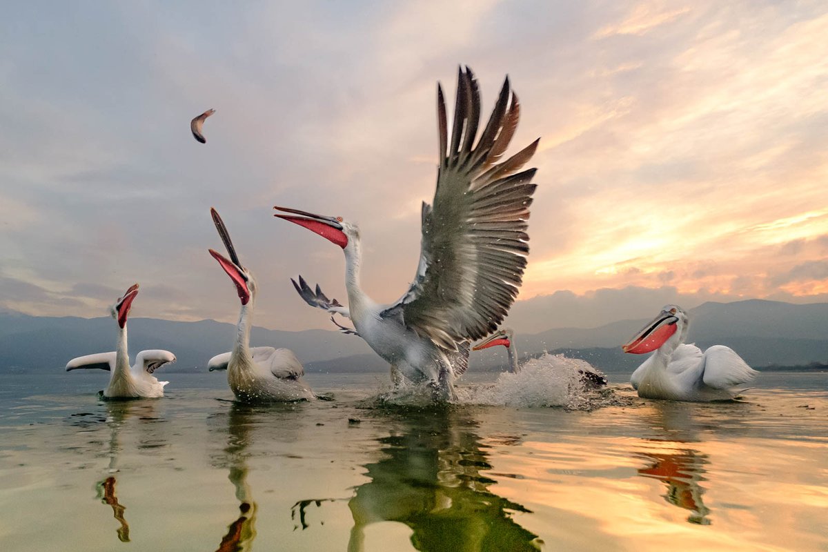 BSEPhotographic's tweet photo. Eyes On The Prize by Kevin Williams https://t.co/oEXHofyH7U