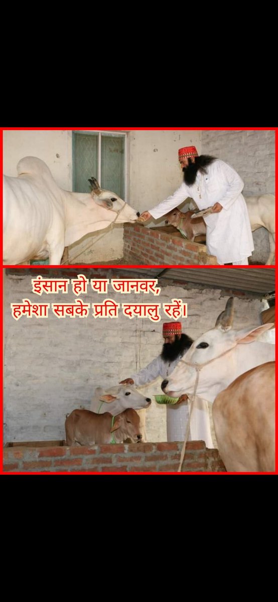The volunteers of Dera Sacha Sauda are not only kind to human beings but they are also on the frontline for animal welfare. With the inspiration of Saint Gurmeet Ram Rahim Ji, they arrange fodder, water & shelter for the stray animals & provide medical aid to them.  #EndCruelty