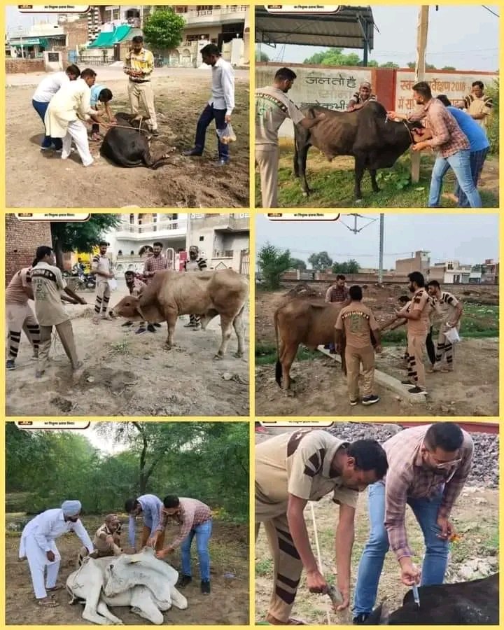 Humans can live life as per will but mute creatures can't. Animals too have feelings. With inspiration of Saint Gurmeet Ram Rahim ji,DSS volunteers are committed to animal welfare to #EndCruelty against them and and follow several practise to improve their well being .