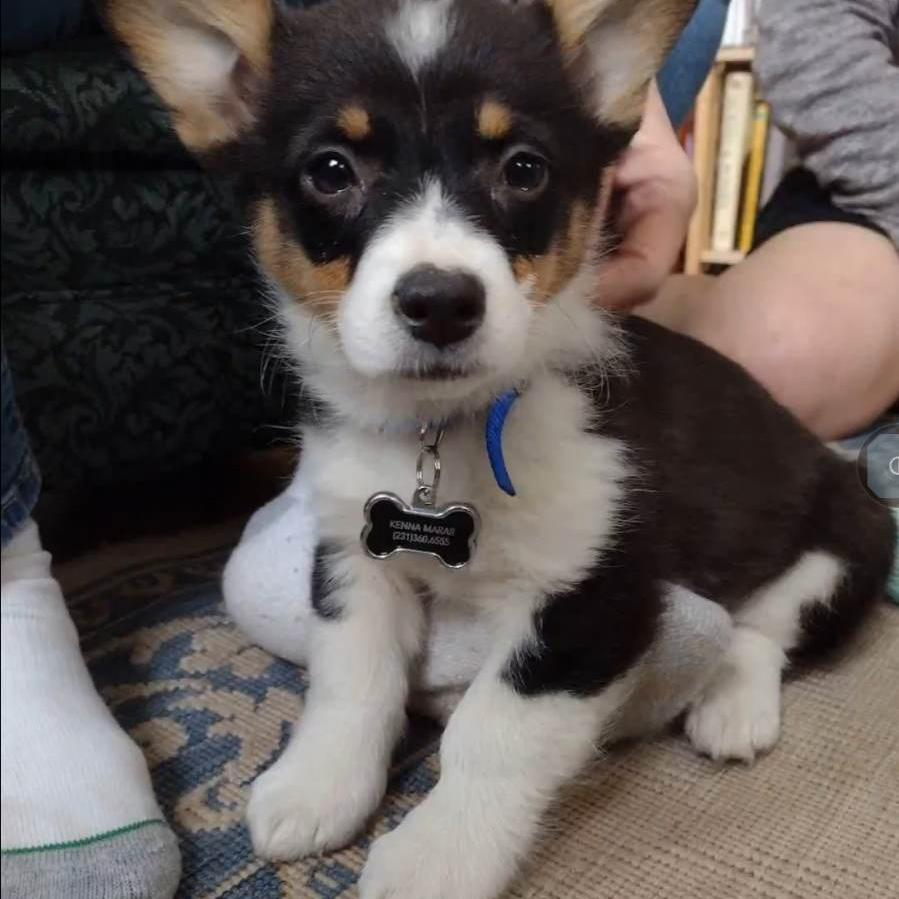 #throwbackthursday #corgi #pembrokewelshcorgi