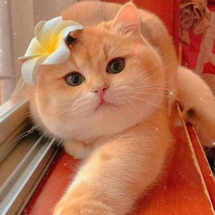 #صورة_ملف_شخصي_جديدة