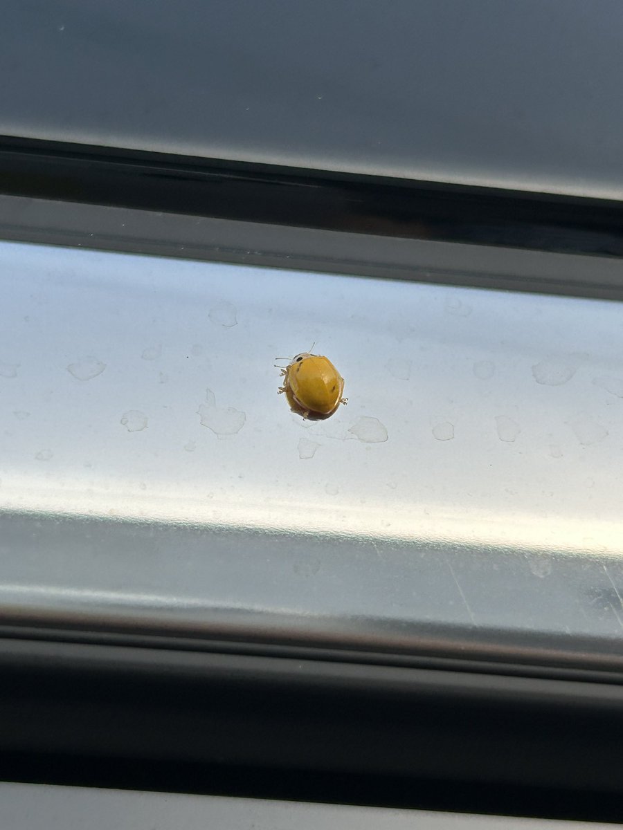 ganmo0527's tweet photo. これはてんとう虫？🐞 https://t.co/pRgn2oyaCF