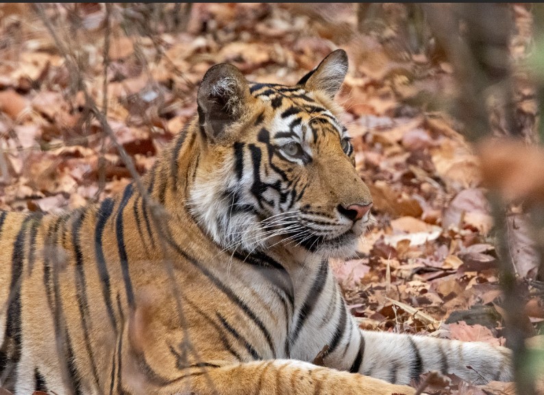 Hindistan'a gitme sebebim işte bu fotoğrafta...📷
Ekibimiz muhteşemdi. Herkese teşekkürler,
<a href="/MelihOzbek_/">Melih Ozbek</a> <a href="/doganayvurall/">Doğanay Vural</a> <a href="/eren/">eren</a> Şahin, @ergun Bora, @Ebru Auf  güzel kızları İpek ve Defne, Ayrıca <a href="/SaruYellowrose/">Selcuk Sarigul</a> ve <a href="/alkimun/">Alkım Ün 🦊</a>'e destekleri için teşekkürler.