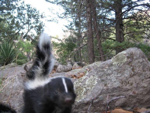 NatlParkService's tweet image. Pew! Pew! Pew! ⁣🦨

#May4thBeWithYou